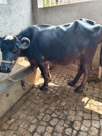 ૩ વેતર વિયાશે