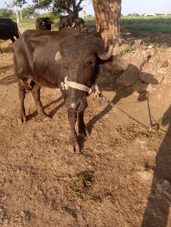 ભેંસ વેચવાની છે