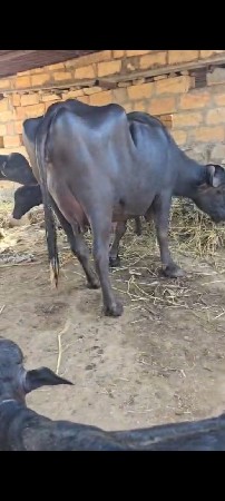 પેલા વેતર વિયાલ ખડેલી