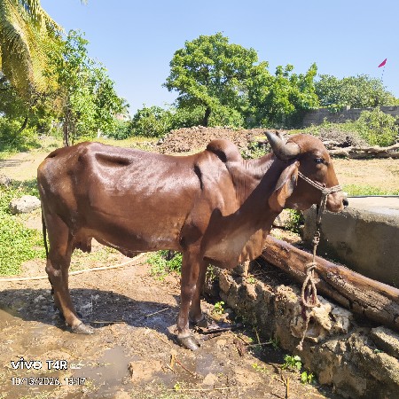 ગીર ગાય વેચવાની છે