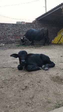 ભેસ વેચવાની છે