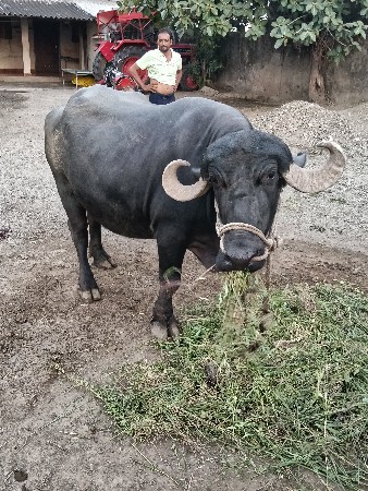 ભેંસ વેચવાની છે