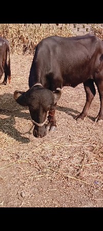 ખડૅલા વૅચવાના છે