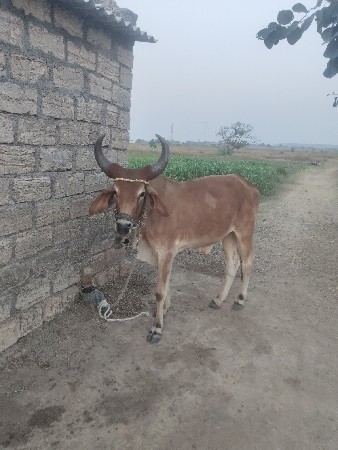 ગોધલો વેસવાનો છે સોજો છે