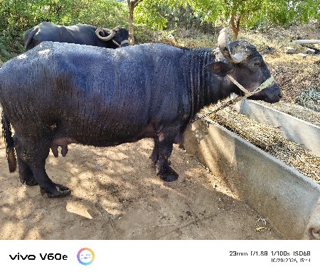 ભેંસ વેચવાની છે