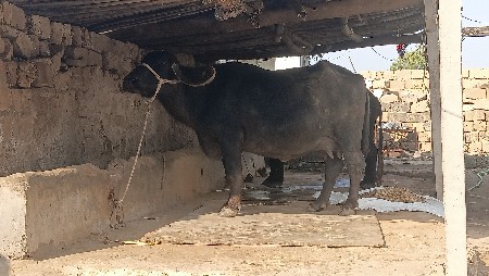ભેશ વેચવાની છે
