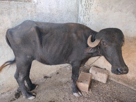 પાડી વેચવાની છે