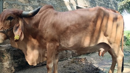 ગાય વેચવાની છે