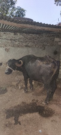 vetar 3