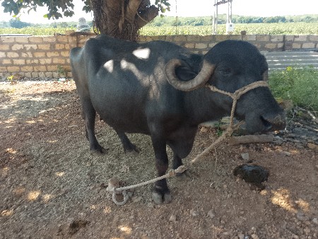 ભેંસ વેચવાની છે
