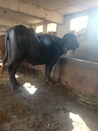 ભેંસ વેચવાની છે