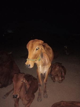 બે દાંતે છે