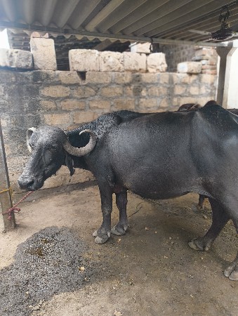 ભેંસ વેચવાની છે