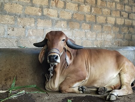 ગીરગાય