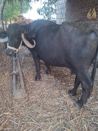 વેચવાની છે 85000