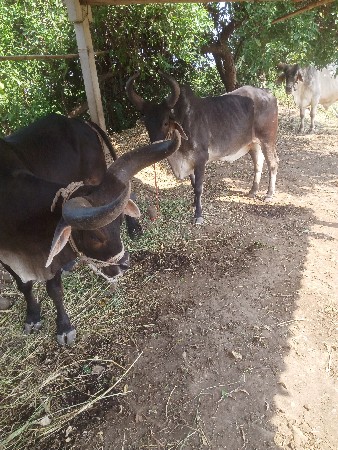 બરધ વેશવાનાશે