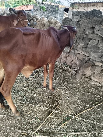 વાછડો વેચવાનો છે