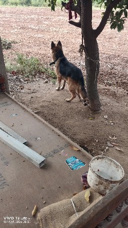 ઝરમર સફર ઓરીજનલ લોંગ માં કૂતરો