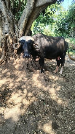 ભેંસ વેસવાની સે