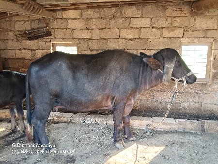 ભેંસ વેચવાની છે