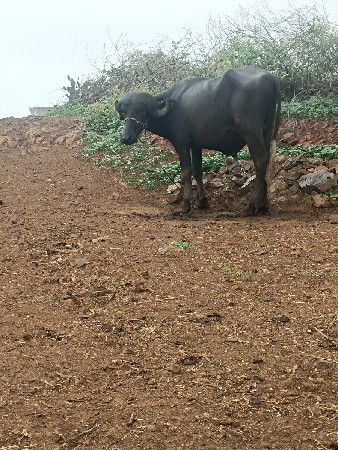 પાડો વેચવાનો છે