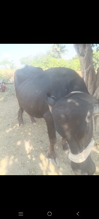 3 વેતર વ્યાસે