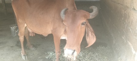 આ ગાય વેચવાની છે