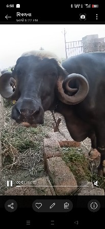 ભેંસ વેચવાની છે