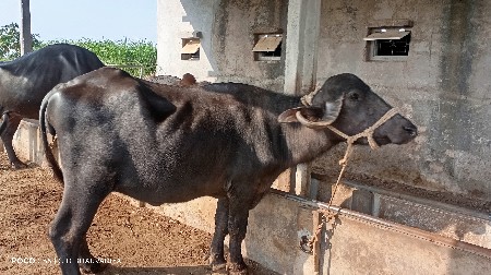 2 ખળેલા વેચવાના છે