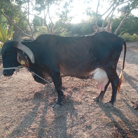 ગાય
