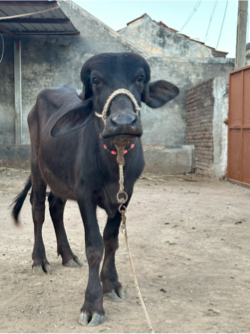 જાફરાબાદી પાડી વેચવાની છે