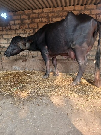 આ.ભેસવેશવાનિછે