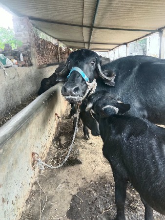 ખડેલી  અને પાડો વેચવાના છે