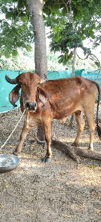 વેચવાની છે