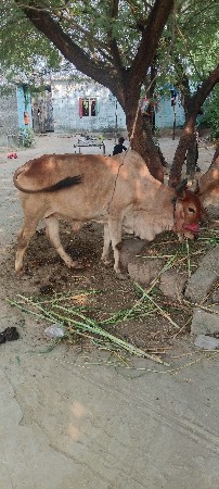વેચવાના છે