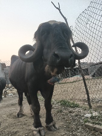 આ બીજુ વેતર ખડાઈ વેચવાની છે