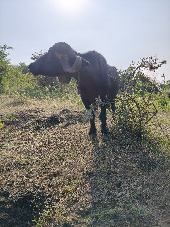 4 વેતર ભેંસ