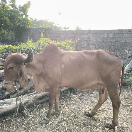 ગીર ગાય વેચવાની છે