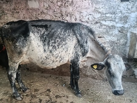 જર્સી ગાય વેચવાની છે