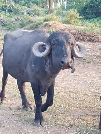 ખડેલી વેચવાની છે