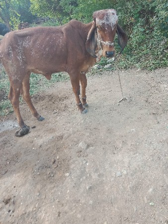 બે ગીર હોડકી વેચવા ની છે