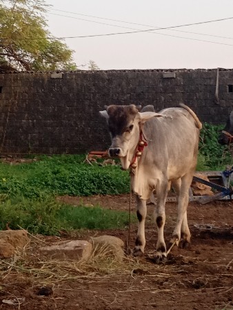 આની જોડ કરવાની છે