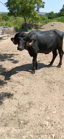 2 દાત