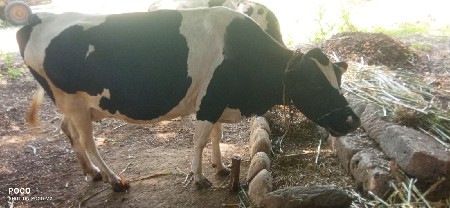 જર્સી ગાય