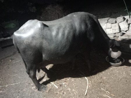 ભેંસ