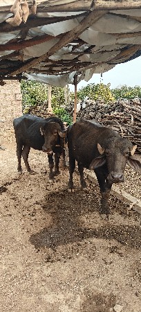 ખડેલા વેચવા ના છે
