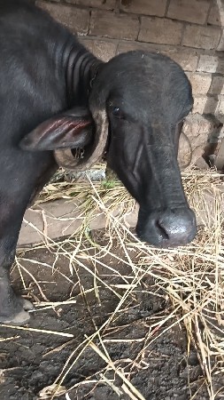 ભેચ વેસવાની છે