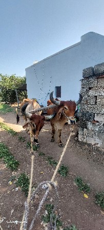 બળદ વેચવાના છે