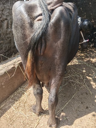 ભેંસ વેચવાની છે