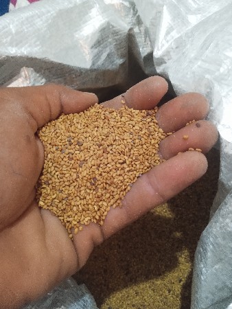 ગદપ બીયારણ મળછે